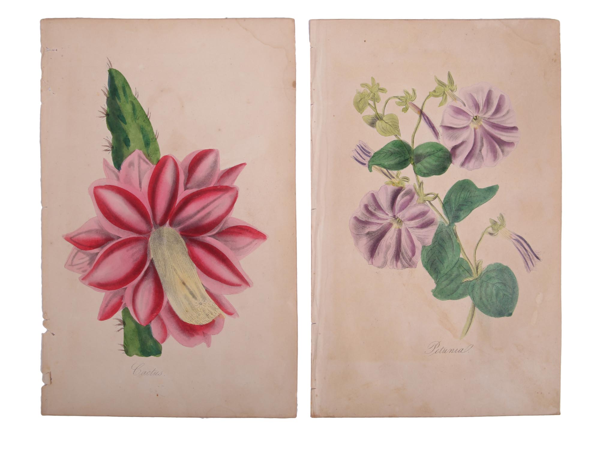 ANTIQUE 19 CENTURY HANDPAINTED ENGRAVINGS FLOWERS PIC-5